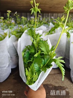 高度35厘米蓝雾草