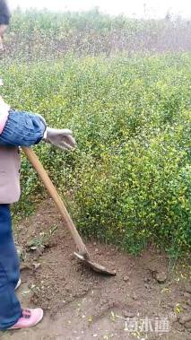 高度60厘米枸橘