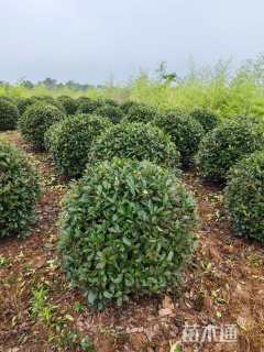 冠幅100厘米红叶石楠球