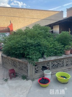 高度200厘米牡丹