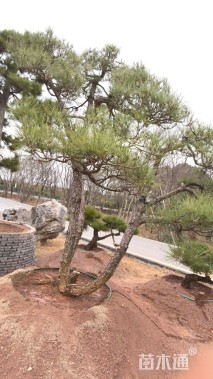 高度400厘米房产松