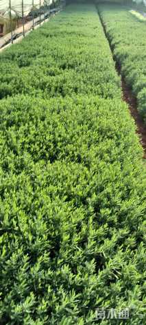 高度25厘米薰衣草