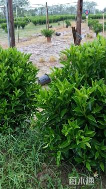 高度10厘米非洲茉莉