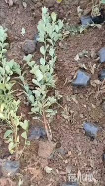 高度25厘米金边黄杨