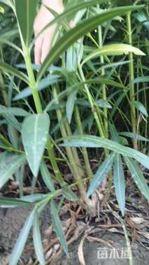 高度120厘米夹竹桃