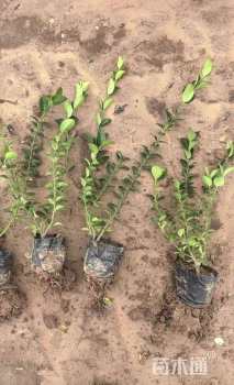高度50厘米卫矛小苗