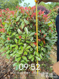 冠幅250厘米红叶石楠球