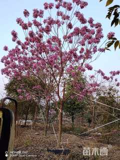 10公分紫花风铃木