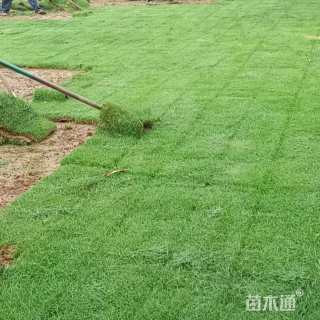 草卷状马尼拉草