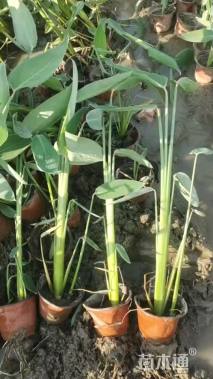 高度35厘米再力花