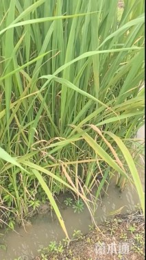 高度60厘米茭笋