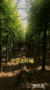 6公分中华金叶榆