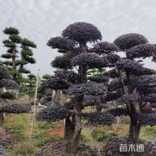 高度260厘米红花继木