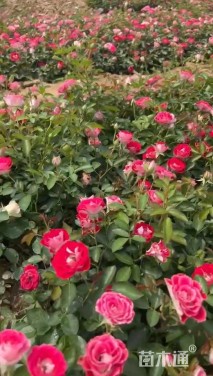 高度20厘米月季