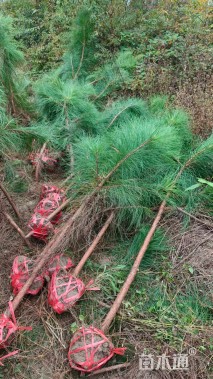 5公分湿地松3-4-5公分，高度200-250-300