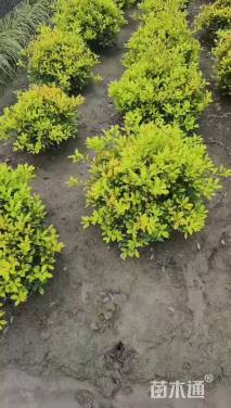 高度50厘米黄金枸骨球