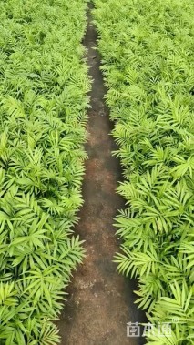 裸干高10厘米富贵椰子