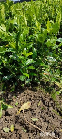 高度40厘米大叶栀子