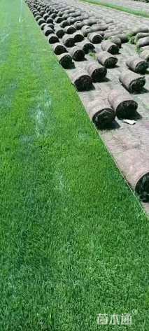 草毯