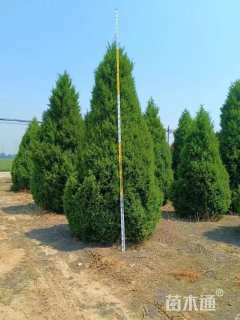 高度200厘米蜀桧