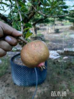 高度250厘米果石榴