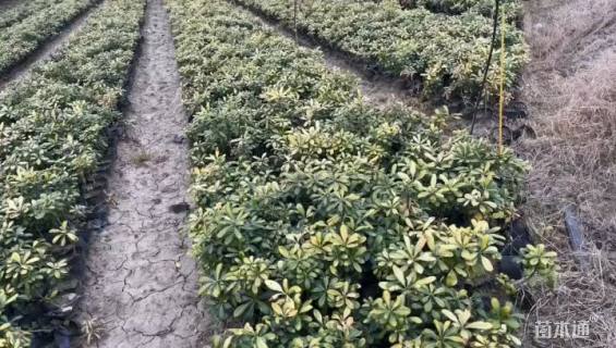 高度40厘米南天竹