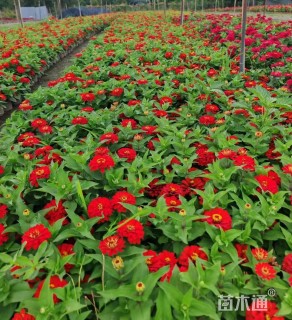 高度25厘米百日草