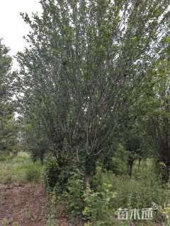 13公分西府海棠