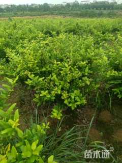 高度60厘米金森女贞