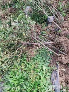 高度80厘米月季