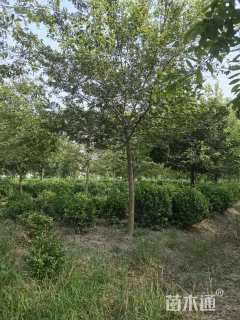 16公分朴树