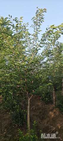 6公分染井吉野樱