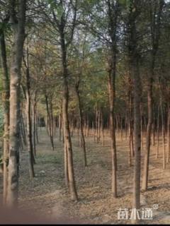 高度40厘米瓜子黄杨