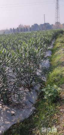 高度120厘米夹竹桃