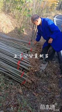 高度200厘米栾树小苗