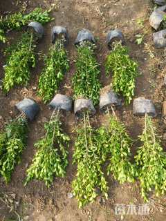 高度40厘米小叶黄杨