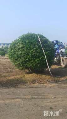 高度160厘米水蜡球