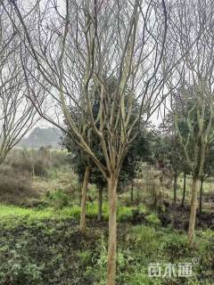 11公分川红紫薇