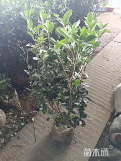 高度80厘米大叶黄杨