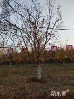 高度3厘米石榴