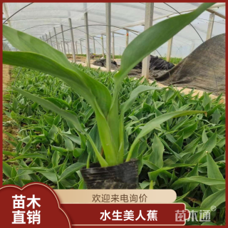 高度40厘米水生美人蕉