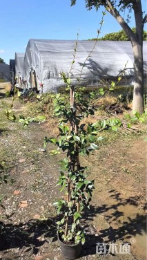 180厘米风车茉莉