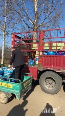 高度40厘米山管兰