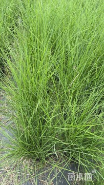 高度80厘米白羽芒