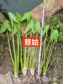 高度30厘米慈姑