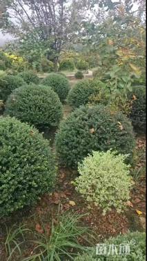 冠幅100厘米龟甲冬青球