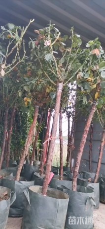 高度150厘米月季