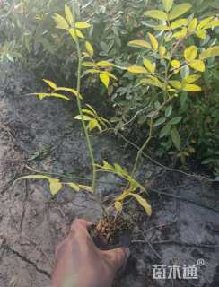 高度100厘米蔷薇