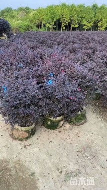 冠幅60厘米红花继木球