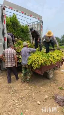 冠幅50厘米金叶女贞球